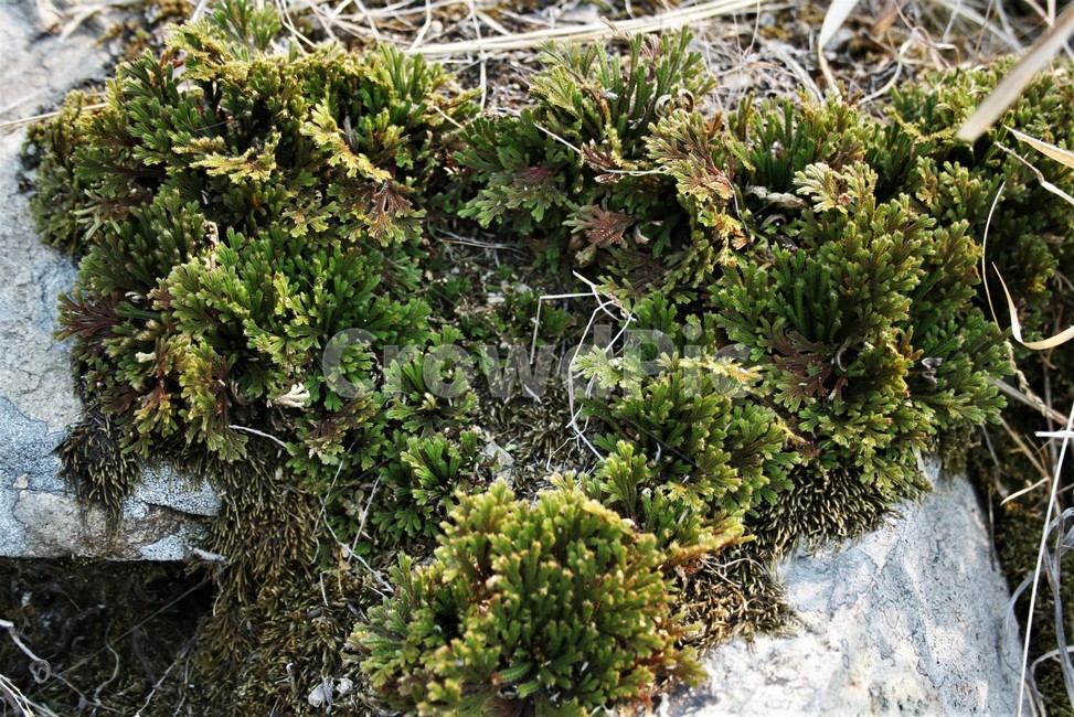 부처손,바위손,석련화,권백,부처손과,여러해살이풀,상록초본,식물,자연,plants,nature