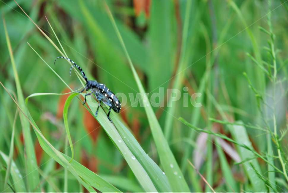 하늘소,곤충,여름,풀,한강,식물,자연,plants,nature,동물,animal,곤충,벌레,insect,bug