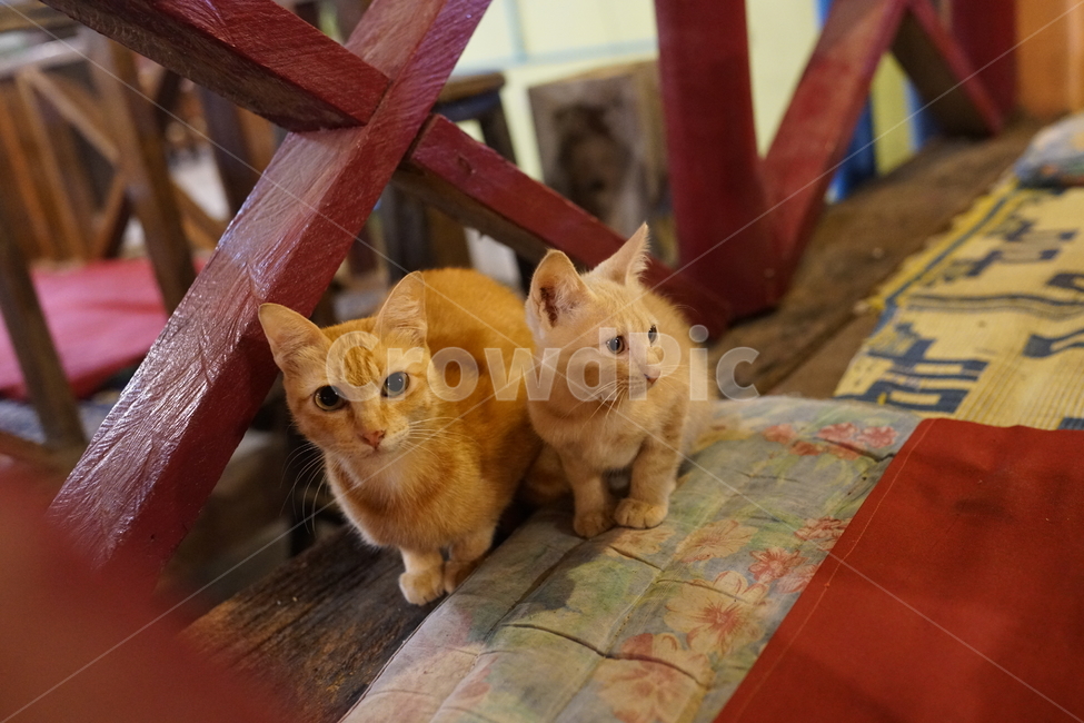 고양이,동물,어미고양이,새끼고양이,귀여움,동물,animal,포유류,mammal,고양이,cat,kitten,kitty