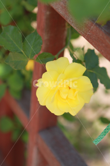 May rose,yellow rose,yellow flower,yellow rose flower,rose