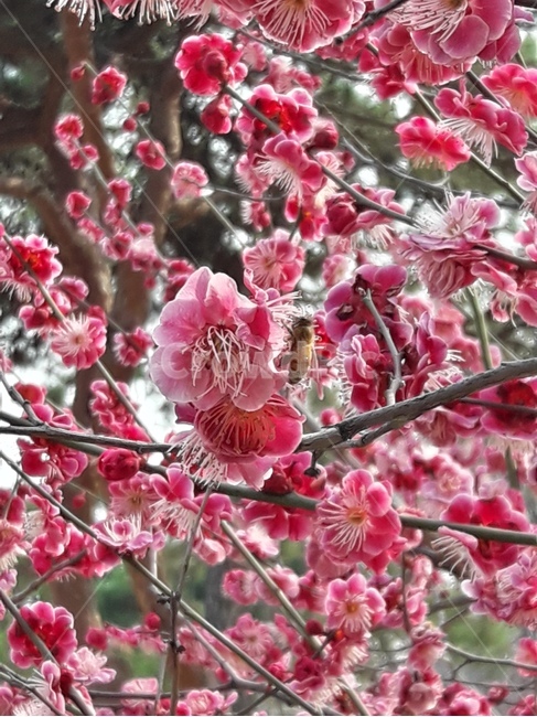 꽃,식물,flower,꽃나무,plant,flowers