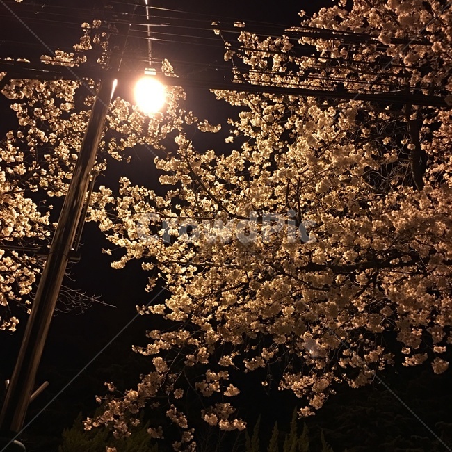 벚꽃,구미,금오공고,야경,운치,봄,계절,spring,season,야경,밤,풍경,nightscape,night,landscape,flare,플레어,light,빛