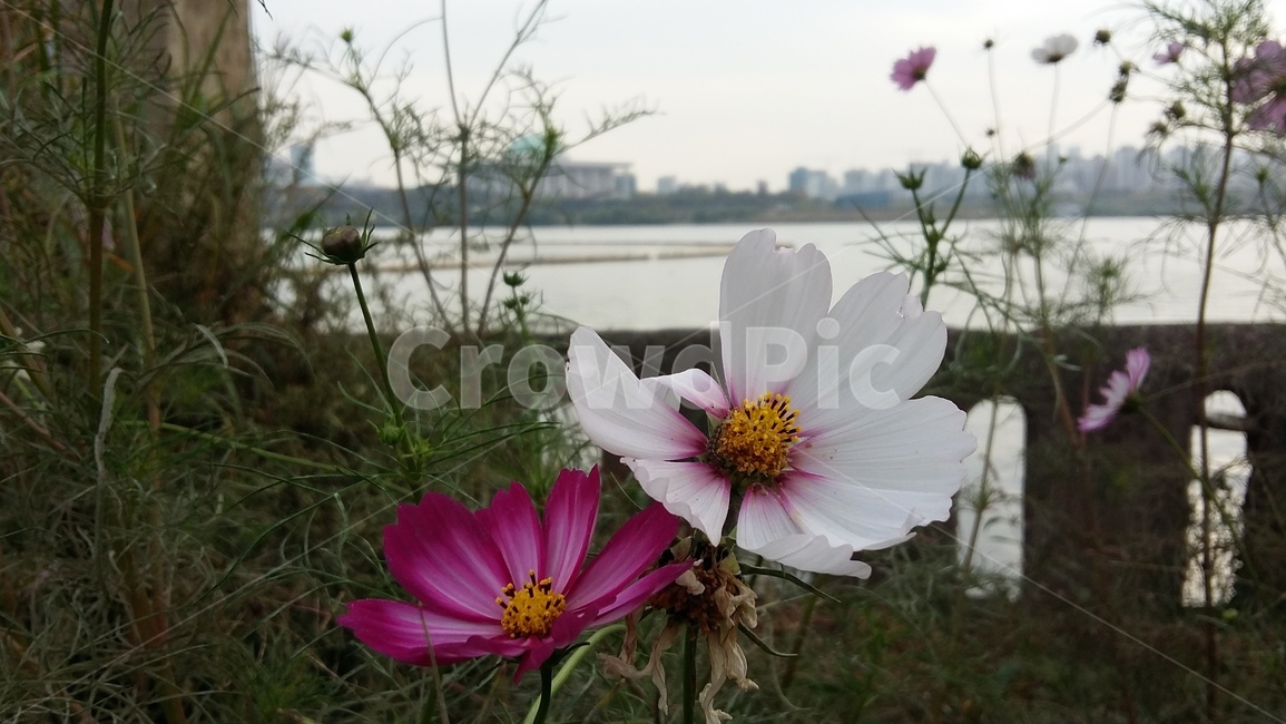 꽃,한강,다리,봄,가을,국회의사당,코스모스,들꽃