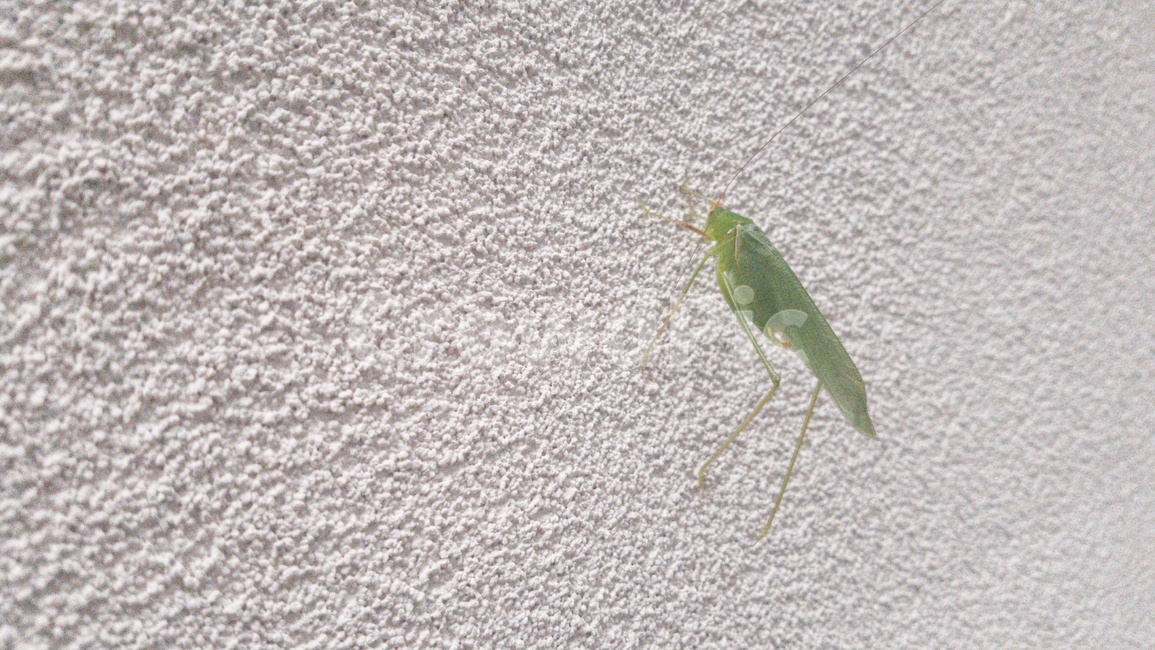 animal,동물,insect,곤충,cricketinsect,크리켓곤충,여치,메뚜기,초록,연두,아이보리,흰색,벽,곤충,벌레,insect,bug