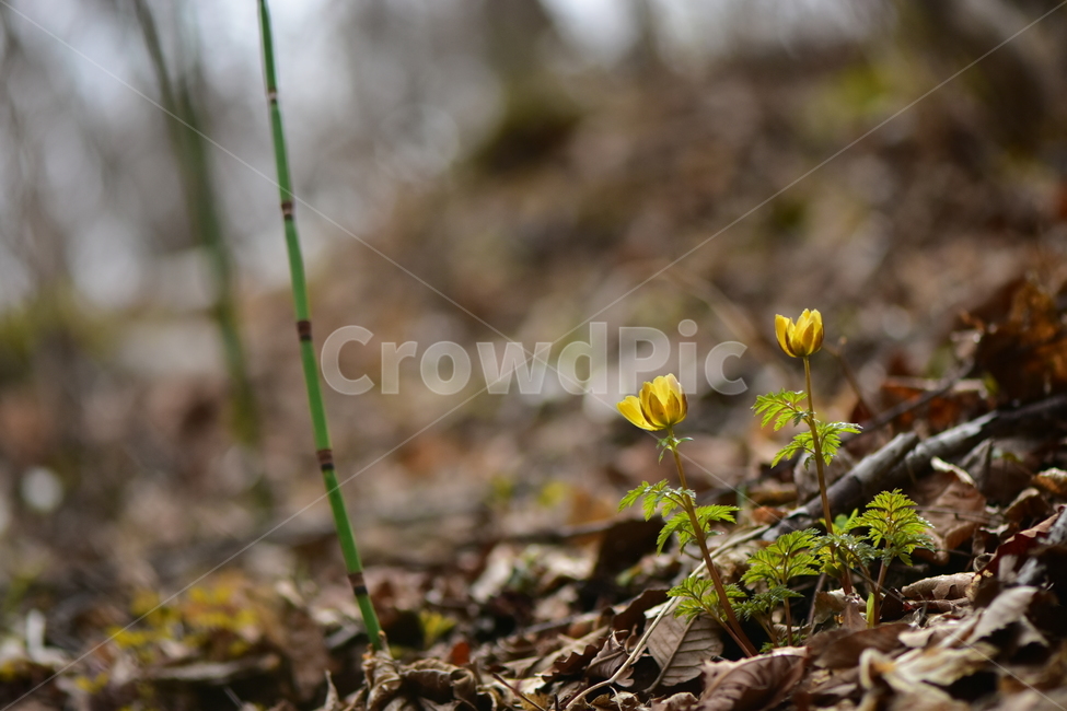 복수초,애기복수초,야생화,봄,꽃,풀꽃,자연,식물,식생,plants,nature,spring,season,flower
