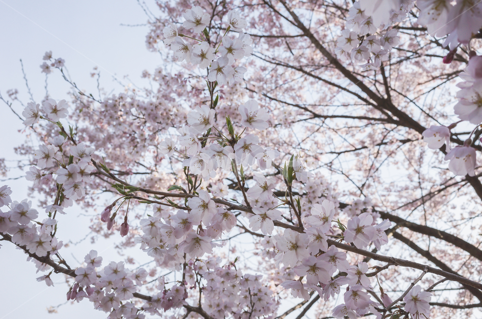 벚꽃,봄,벚꽃축제,벚꽃놀이,벚나무,꽃,계절,4월,자연,식물,나무,아름다운,cherryblossoms,spring,flower,season,april,nature,plant,tree,sensibility,beautiful