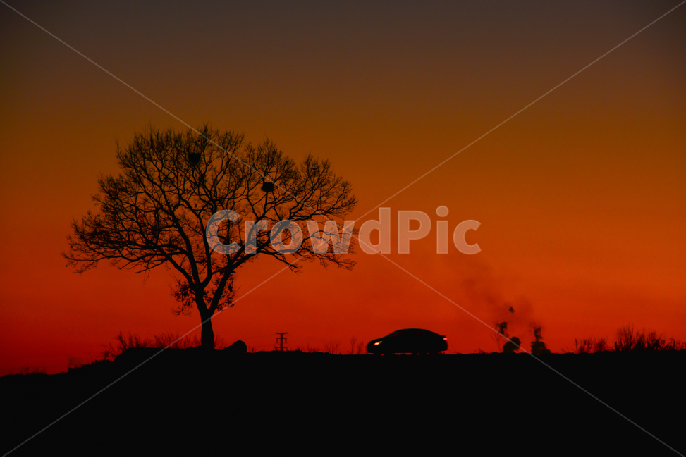 석양,노을,욍따나무,나무,외로움,nature,자연,outdoors,옥외,sky,하늘,dawn,새벽,sunset,일몰,dusk,황혼,red sky,붉은 하늘