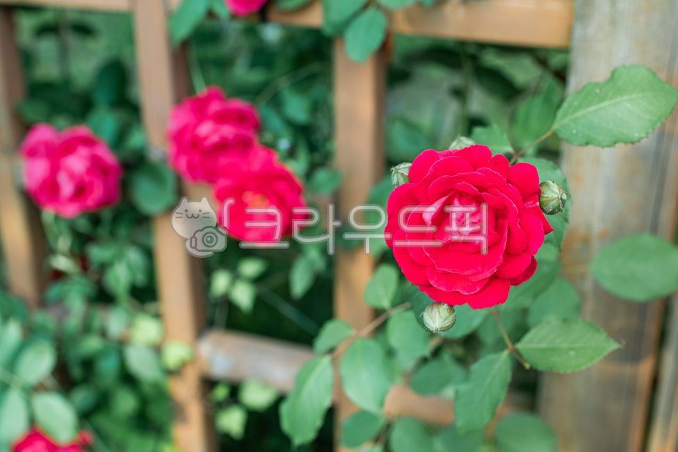 덩굴장미,넝쿨장미,빨간색,장미,꽃,울타리,잎,꽃잎,녹색,식물,봄,덩굴,넝쿨,rose,red,green,leaf,flower,petal,plant,nature,spring,ivy,vine,자연,초록색