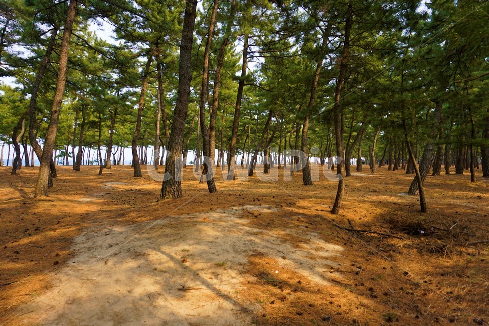 자연,풍경,나무,숲,자연풍경,자연,풍경,nature,landscape,ground,바닥,tree,plant,식물