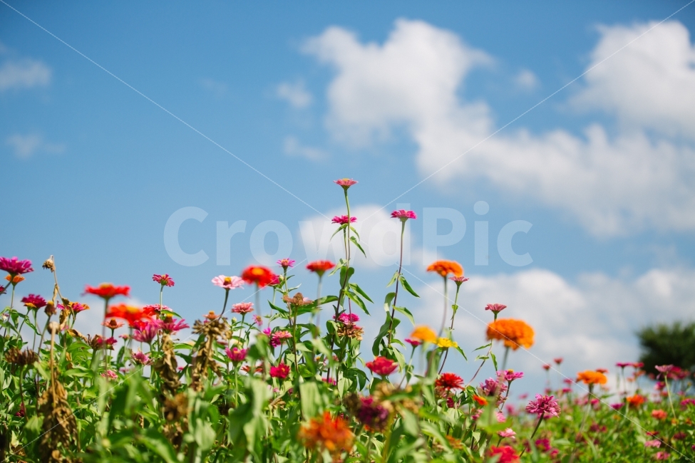 경주,꽃,식물,구름,하늘,감성,식물,자연,plants,nature,꽃,flower,감성,sensible,feeling,색깔,색상,색채,색감,color sense,color sensitivity,feeling of color