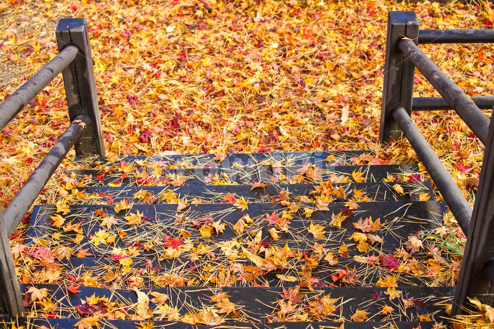 낙엽,가을,계절,계단,나뭇잎,잎,잎새,자연,감성,가을,계절,fall,autumn,season,ground,바닥,leaf,plant,식물