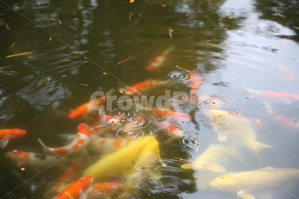 제주화조원,화조원,동물원,물고기,고기,연못,동물,animal,어류,물고기,fish