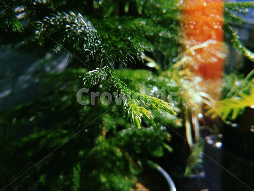 식물,잎,초록,나무,트리,늘푸른나무,필름카메라,tree,green,light,빛,초록색,연두색,화분,plant,크리스마스,숲,식물,자연,plants,nature