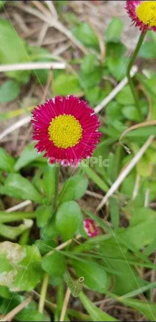 열매,6월,꽃,자연,식물,풀,들풀,들꽃,야생화,flower,plants,nature,배경,봄,여름