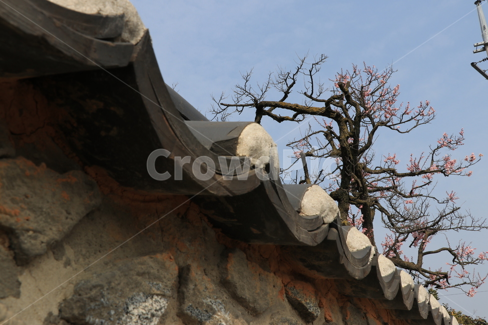 홍매화,매화,기와,전통,봄,목가적,봄,계절,spring,season,한국전통,한국문화,korean traditional,korean culture,건축물,건물외관,exterior,building,structure,architecture,construction