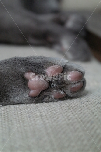 러시안블루,러블,고양이,회색,발바닥,냥이,집사,러시아