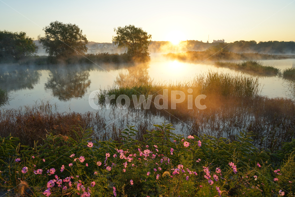 호수,저수지,안개,꽃,들꽃,코스모스,여명,새벽,가을,자연,풍경,nature,landscape,outdoors,옥외,land,땅,water,물,light,빛,flare,플레어