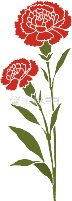 Carnation,flower,flower bud,Parents' Day,Teachers' Day,gratitude,pretty flower,two buds