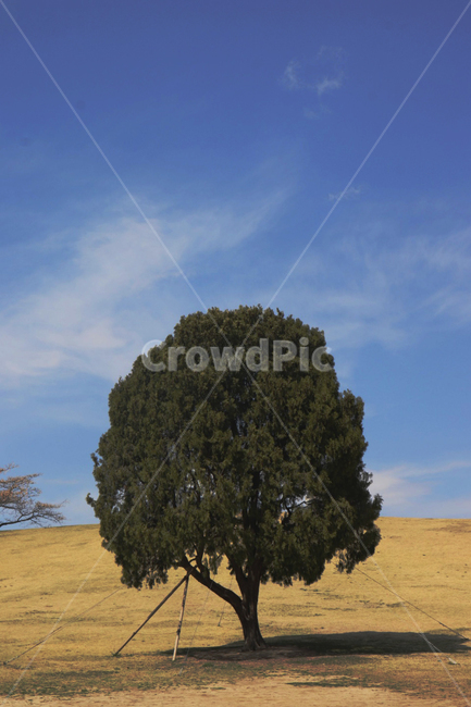sky,Olympic Park,Alone tree,nature,olympicpark,seoul,cloud,Field,plant,sight,Emotion