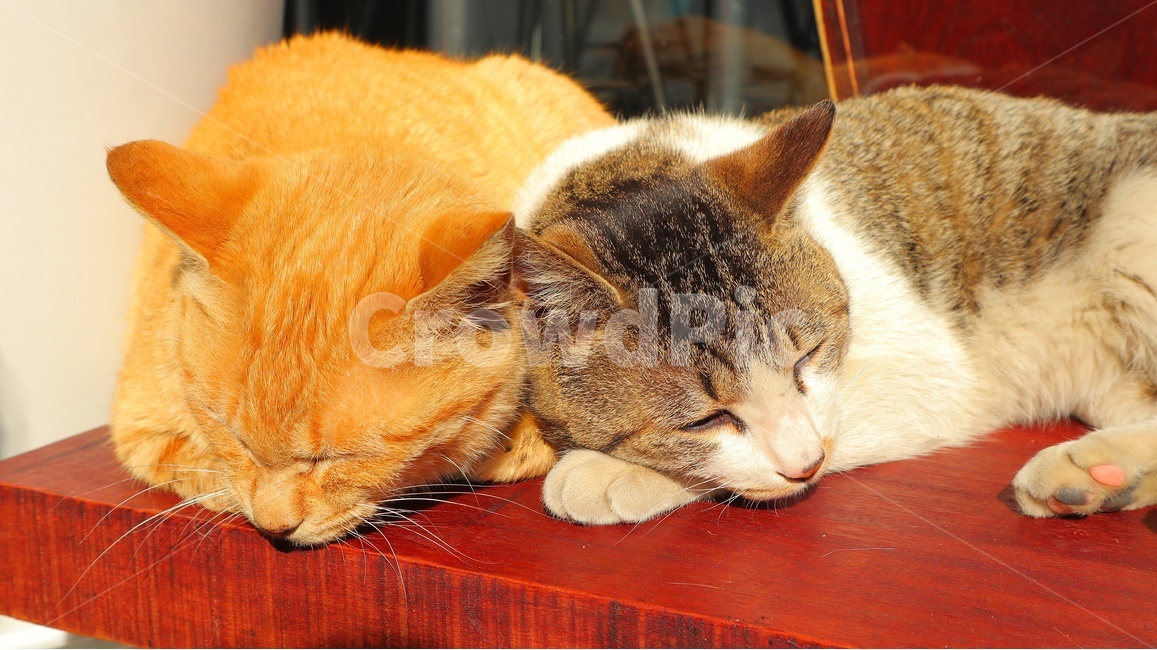 pet,cat,고양이,동물,animal,길고양이,길냥이,반려동물,애완동물,귀여움,잠,kitty,낮잠,여유,휴식,힐링,포유류,동물,animal,포유류,mammal,고양이,cat,kitten,kitty