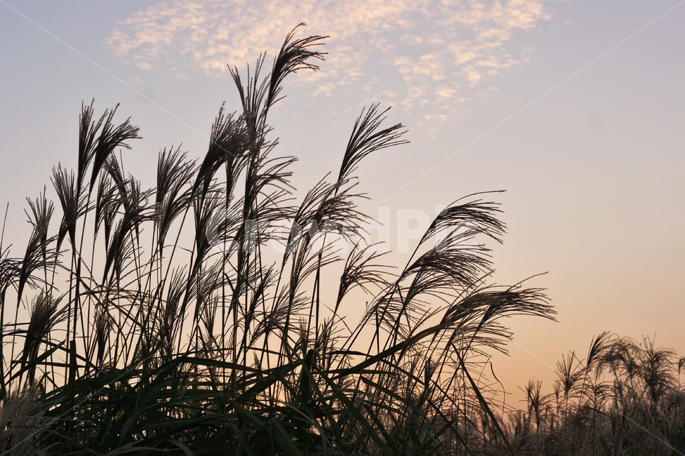 억새,silvergrass,가을,감성,오후,햇살,따듯함,억새축제,저녁