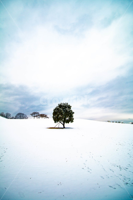 나홀로나무,눈밭,겨울,나무,공원,겨울,계절,winter,season,자연,풍경,nature,landscape,tree,plant,식물