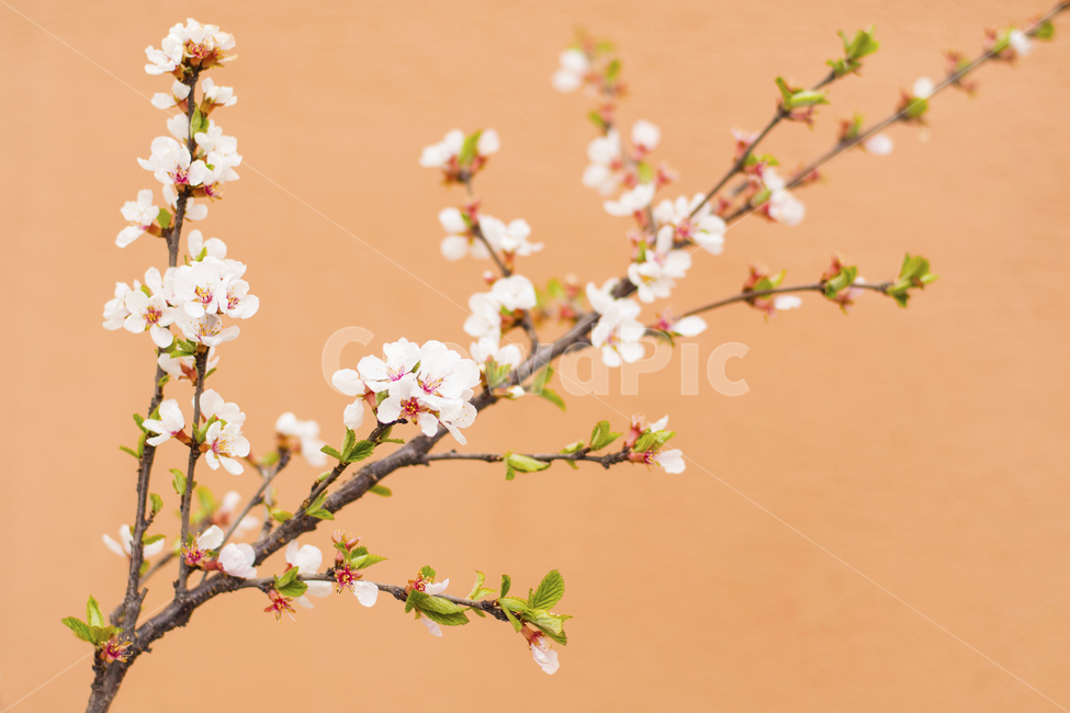 plant,식물,벚꽃,매화,작은꽃,봄,새싹,꽃,봄배경