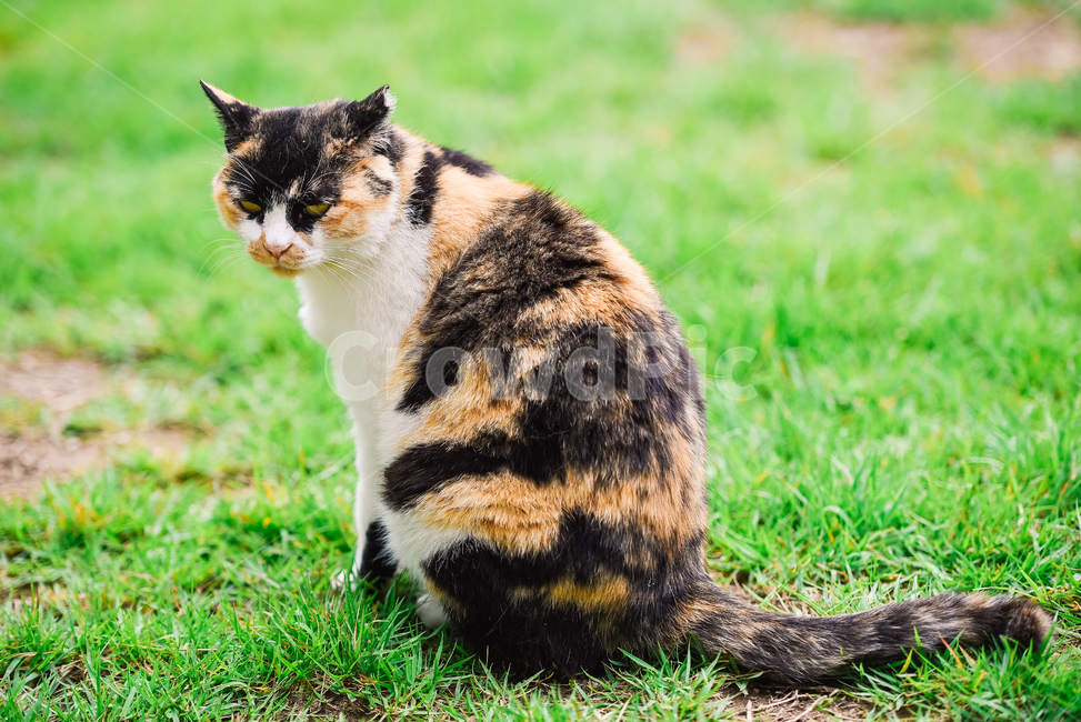 고양이,캣,냥냥이,길고양이,삼색이,치즈냥,냥,cat,동물,동물,animal,포유류,mammal,고양이,cat,kitten,kitty