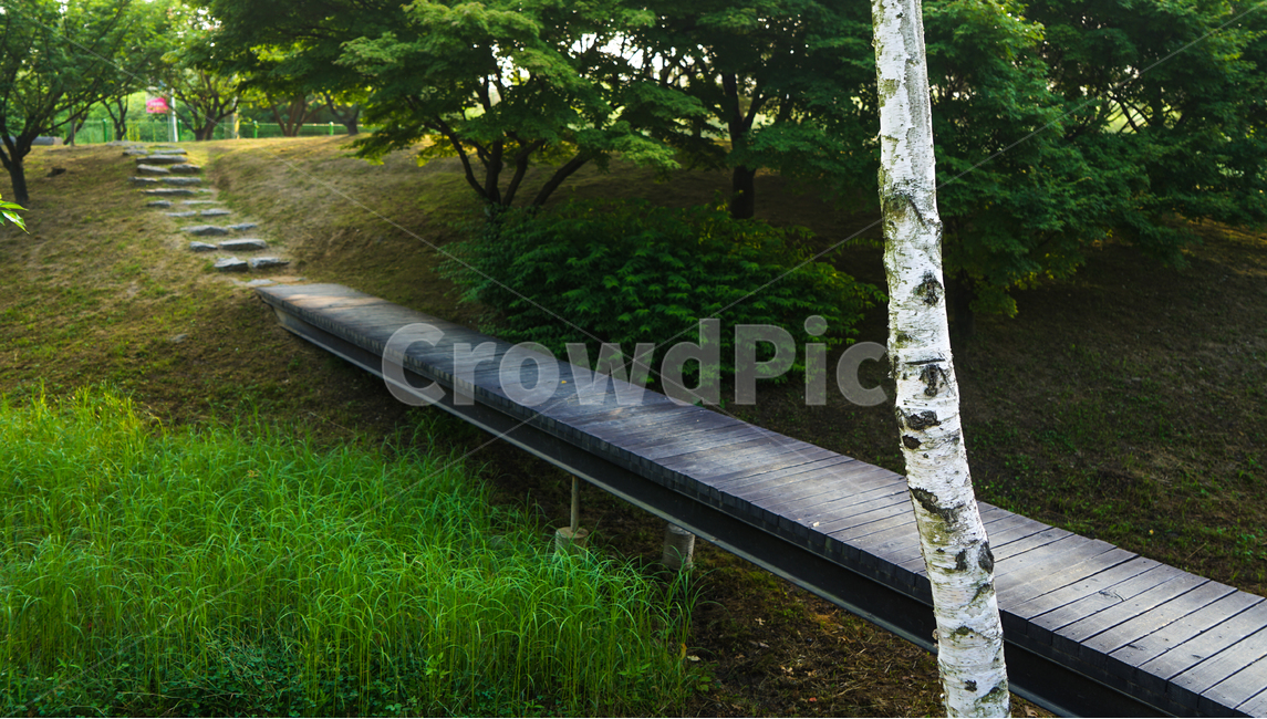 공원,다리,아침,풍경,자작나무,나무,식물,자연,plants,nature,나무,trees,wood