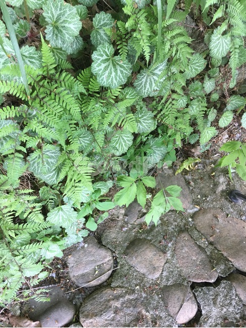 풀,식물,자연,초록,초여름,5월,돌,식물,자연,plants,nature