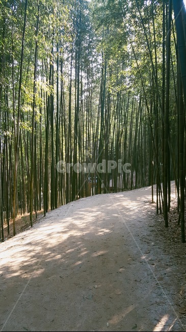 자연,경관,대나무,공원,분위기,자연,풍경,nature,landscape,plant,식물