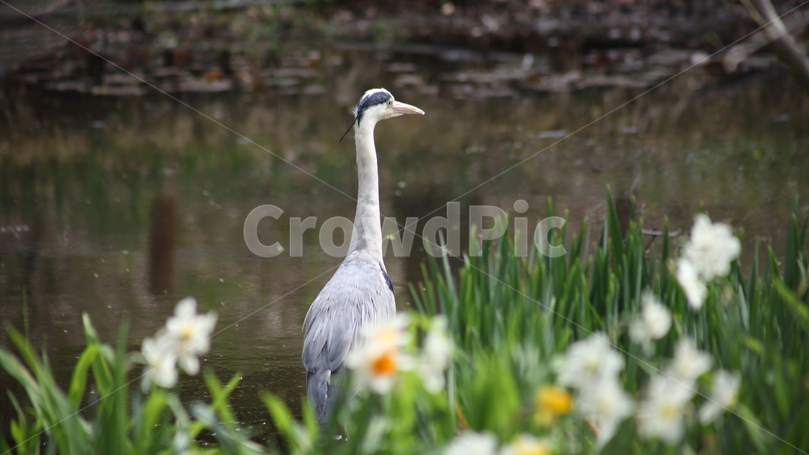왜가리,새,조류,야생동물,heron,동물,animal,조류,새,birds