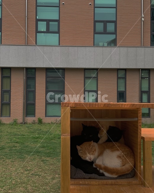 cat,고양이,봄,따스한,따뜻한,훈훈한
