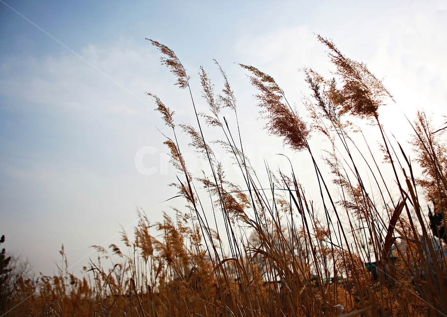갈대,식물,자연,풍경,배경,풍광,하늘,가을,계절,fall,autumn,season,자연,풍경,nature,landscape,grass,잔디,plant,lawn,reed