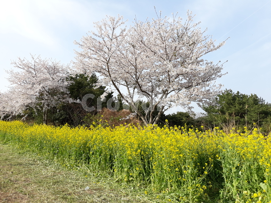 grassland,목초지,field,들,outdoors,옥외,nature,자연,꽃,벚꽃,유체꽃,유채꽃,tree