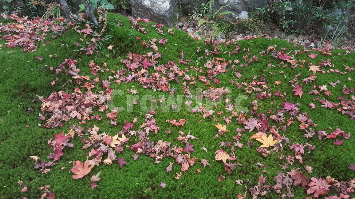 풍경,꽃,대나무,낙엽,정원,가을,계절,fall,autumn,season,leaf,잎,plant,식물,tree,나무