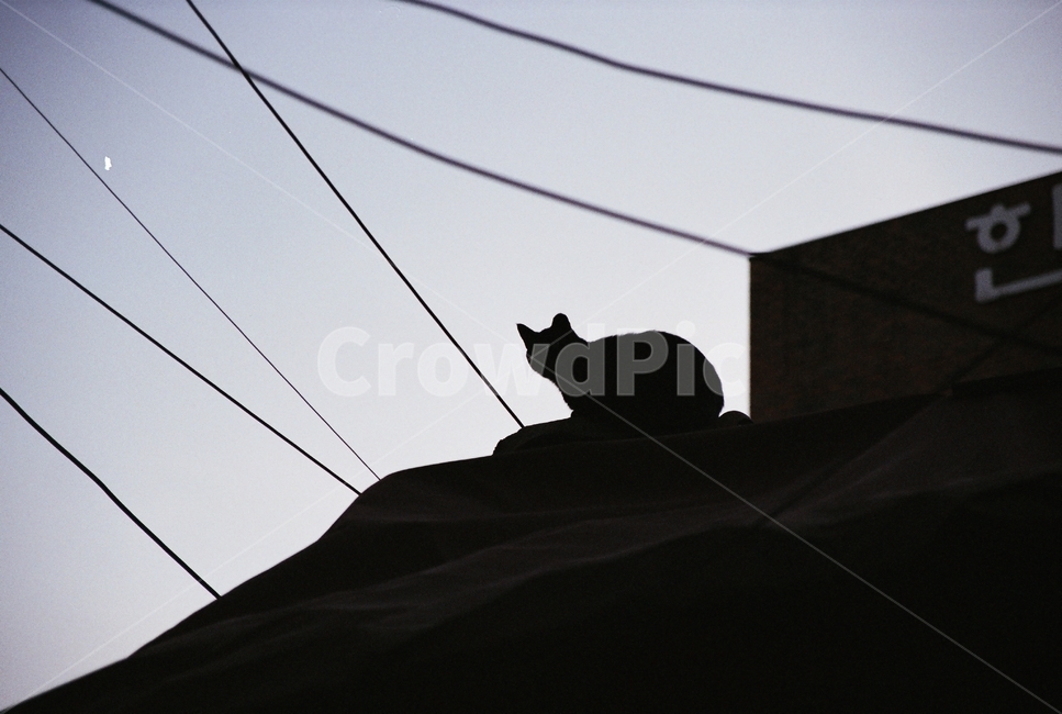 고양이,cat,밤,그림자,하늘,분위기,빈티지,동물,animal,포유류,mammal,고양이,cat,kitten,kitty