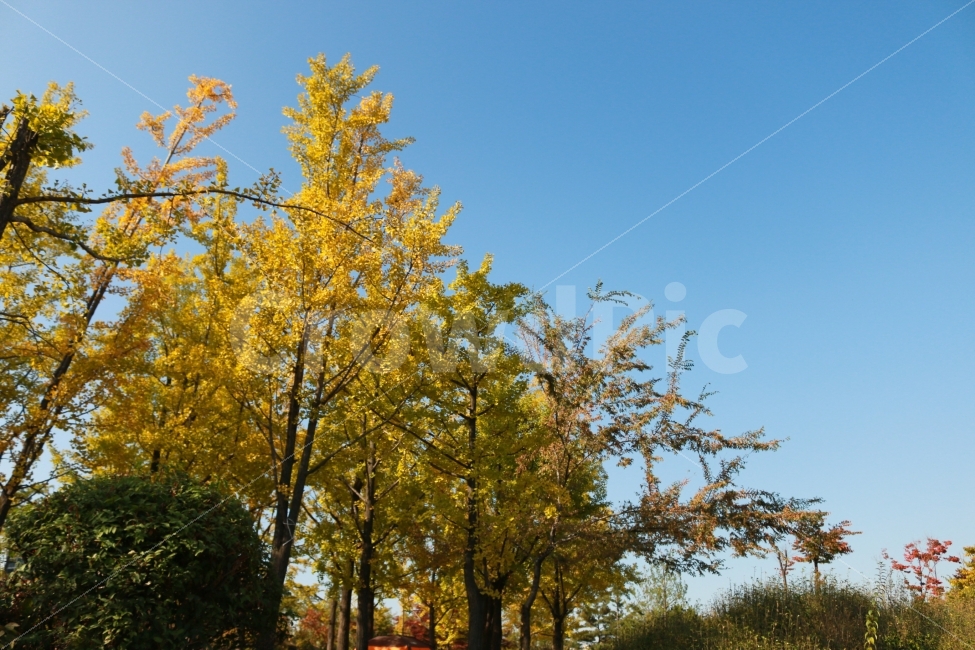 가을하늘,단풍,가을,단풍놀이,은행나무,가을,계절,fall,autumn,season,자연,풍경,nature,landscape,식물,plants,나무,trees,wood,tree,plant