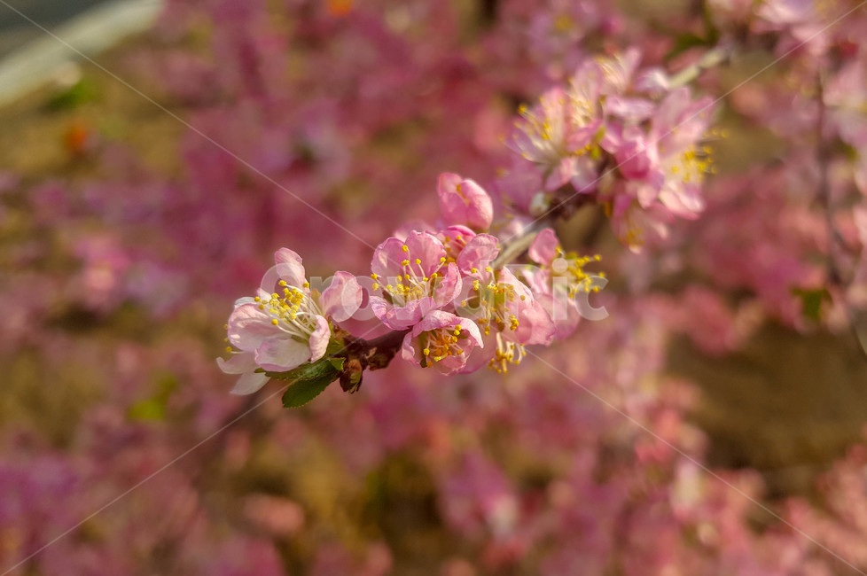 꽃,식물,근접,봄,flower