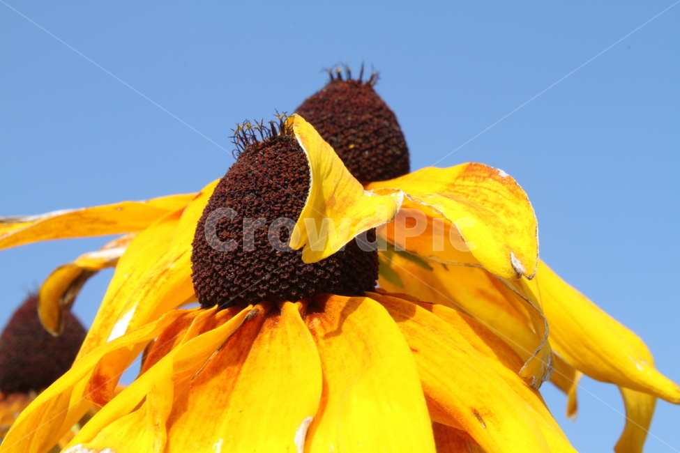 루드베키아,원추천인국,꽃,식물,야생화,Coneflower,식물,자연,plants,nature,꽃,flower