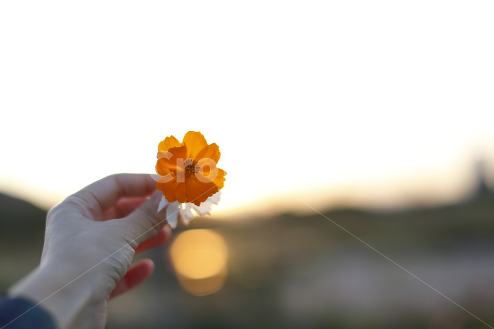 황화코스모스,코스모스,가을,노을,산책,일상,가을,계절,fall,autumn,season,plant,식물