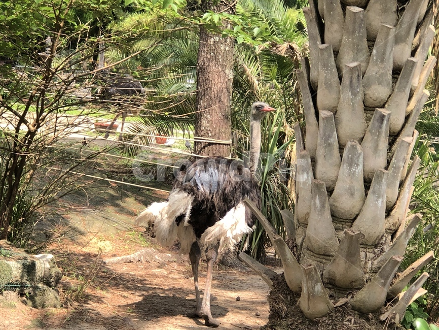 타조,ostrich,조류,새,bird,동물,animal,조류,새,birds