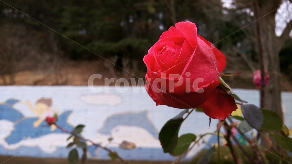꽃,꽃장미,봄,이슬,플라워,식물,자연,plants,nature,꽃,flower