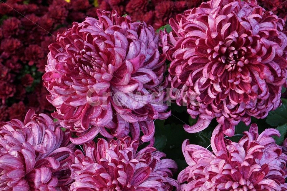 chrysanthemum,국화,가을,전시,핑크,꽃,계절,우아함,꽃송이,autumn,fall,flower,season,smell,elegance,bloom,노랑,yellow,floral,nobility,고귀함,향기,가을대표,대국,식물,자연,plants,nature,꽃,flower