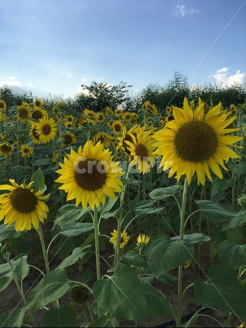plant,식물,flower,blossom,꽃,식물,자연,plants,nature,꽃,flower