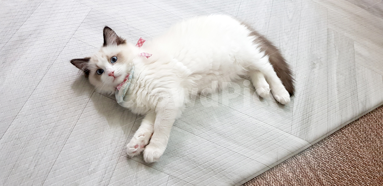 고양이,랙돌,아기고양이,새끼고양이,애완동물,반려묘,반려동물,regdoll,자묘,cat