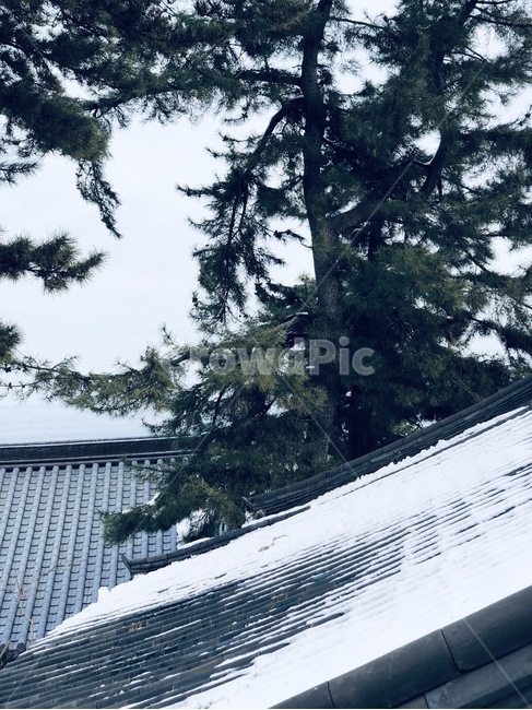 절,기와,눈,나무,소나무,겨울,계절,winter,season,한국전통,한국문화,korean traditional,korean culture
