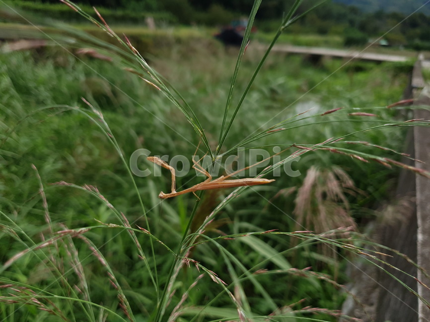 식물,동물,사마귀,곤충,자연,plant,bug,nature,mantis,곤충,벌레,insect,bug