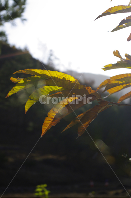 나무,가을,잎,식물,plant,밤나무,가을,계절,fall,autumn,season,leaf