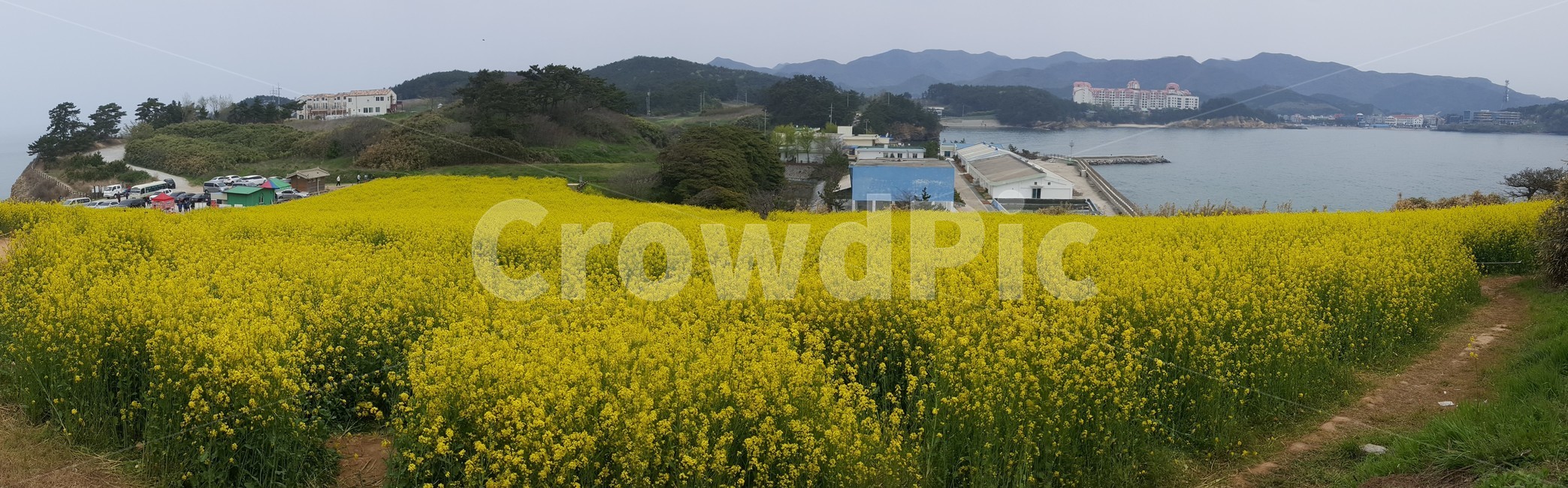 유채꽃,꽃,노랑,노란색,꽃밭,봄,계절,spring,season,자연,풍경,nature,landscape,outdoors,옥외,grassland,목초지,field,들,meadow,rural,농촌,farm,농장
